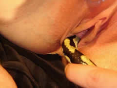 Animal Snake Sex