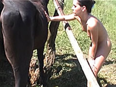 Cum on Ass Horse Sex