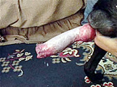 Japan Castings Dog Sex