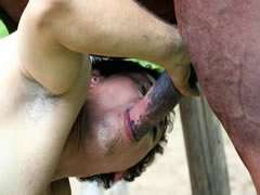 Download Gay Bestiality Video With Real Horse Sex